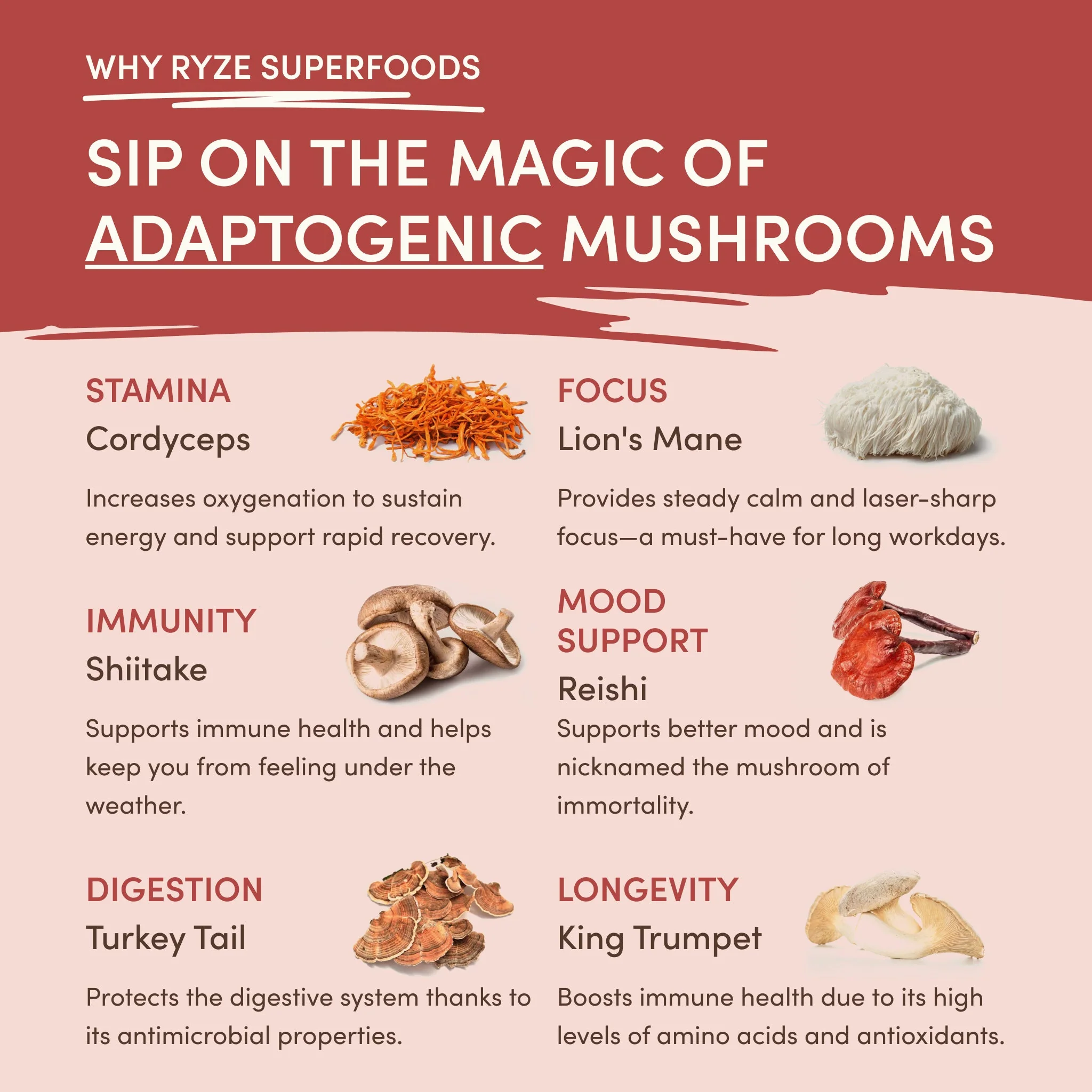 Mushroom Chai (20 Servings) - Image 4