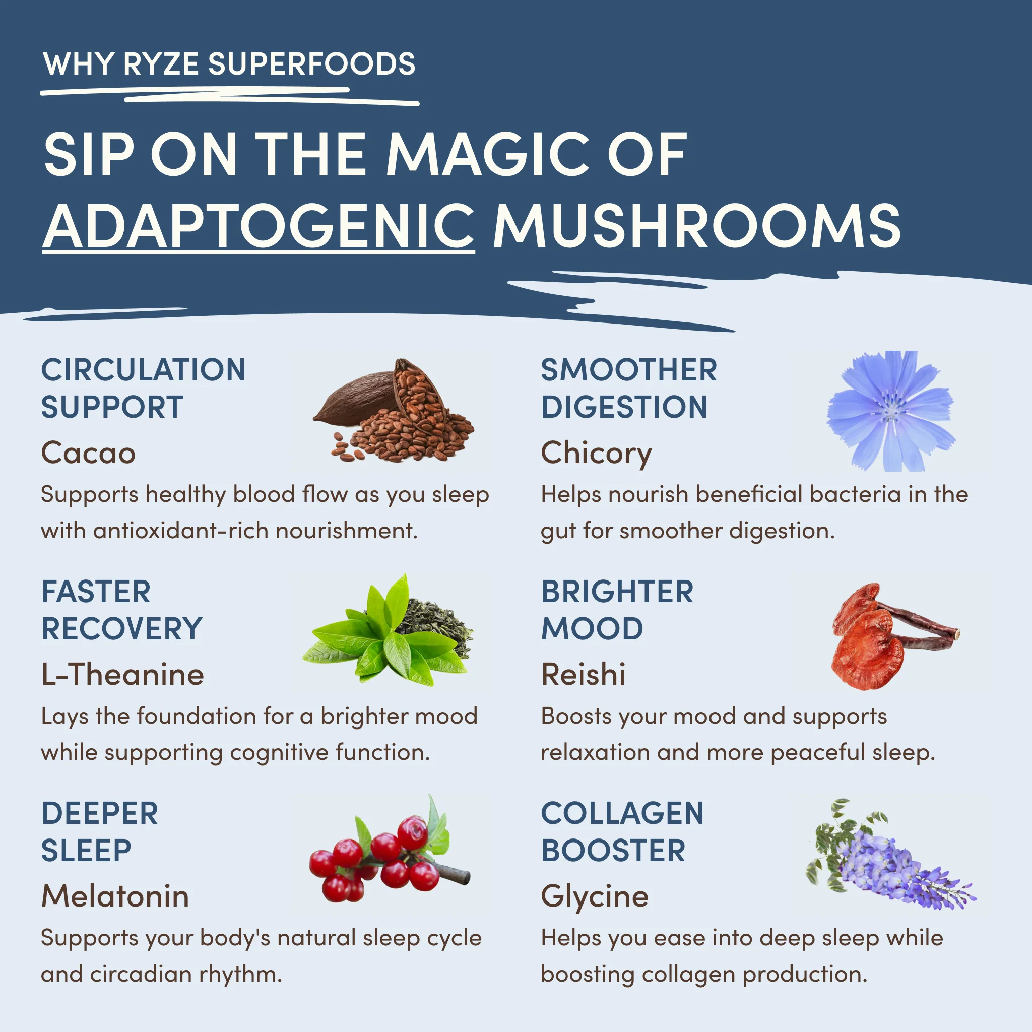 Mushroom Hot Cocoa (20 servings) - Image 4