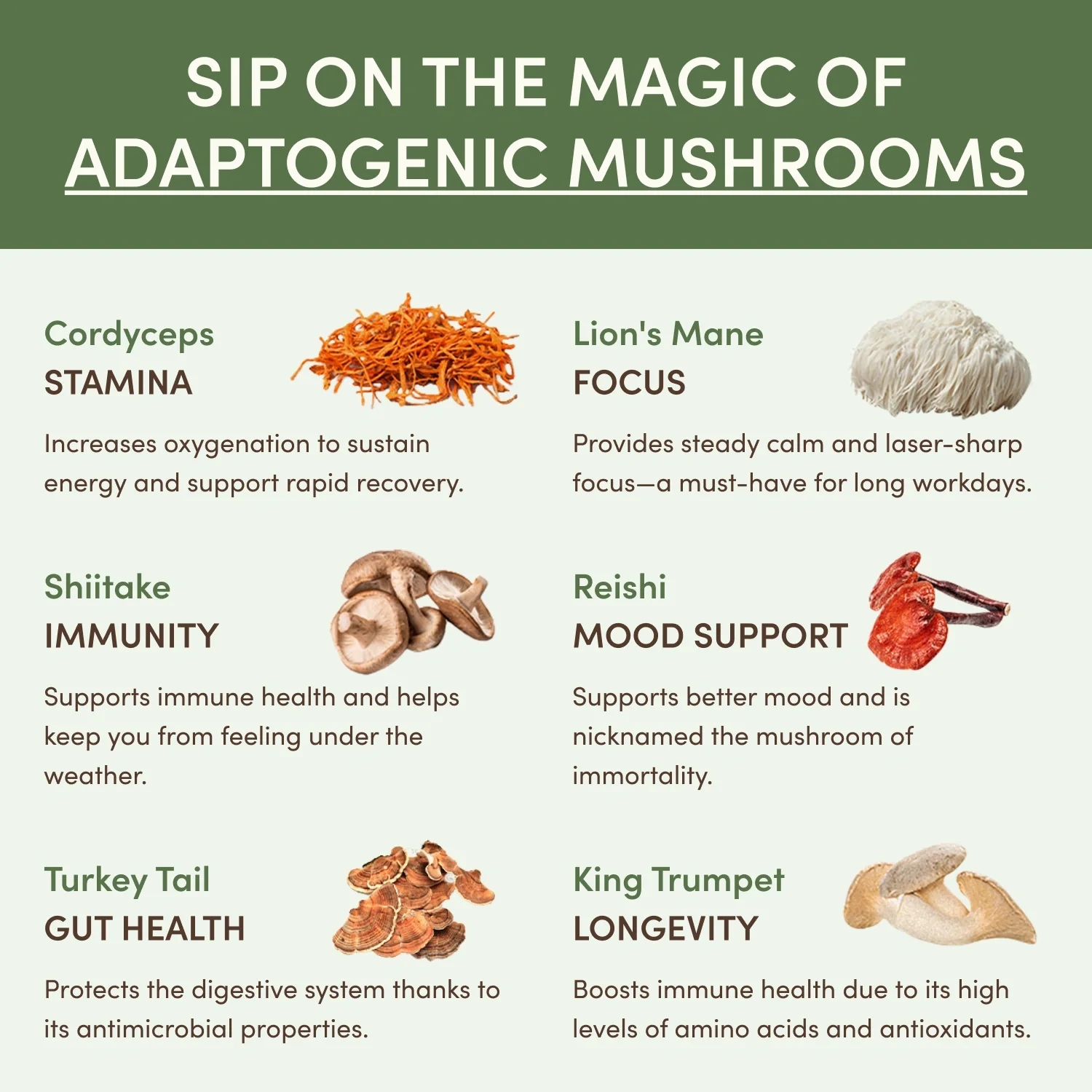 Mushroom Matcha Starter Kit (60 Servings) - Image 3